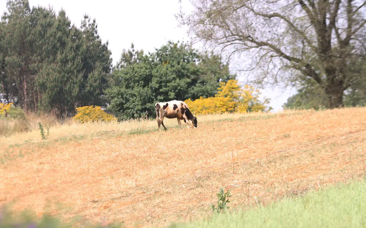 Ganado-vacas-Las Choapas-17abril-ricardo01